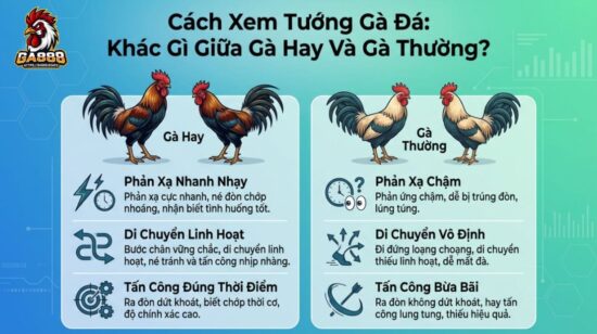 Cách Xem Tướng Gà Đá: Khác Gì Giữa Gà Hay Và Gà Thường?